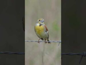 Dickcissel stretches and yawns