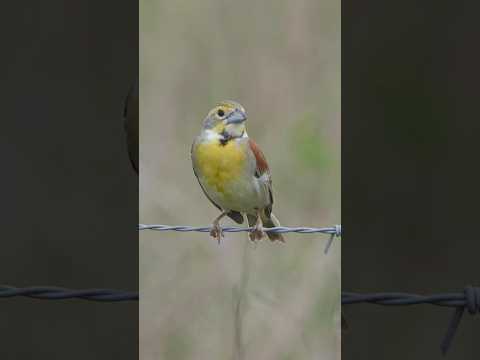 Dickcissel stretches and yawns