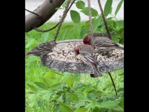 House Finch team and Pine Siskin