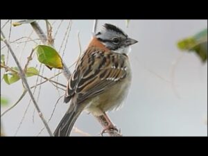 Tico tico cantando com 2 e 3 batidas de arremate na natureza para os amantes da espécie