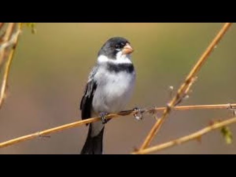 GOLINHA CANTO ESTALO PRA ESQUENTAR..