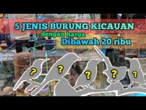 Burung Kicau Termurah. 5 Jenis Burung Kicau dengan Harga di Bawah 20 Ribu