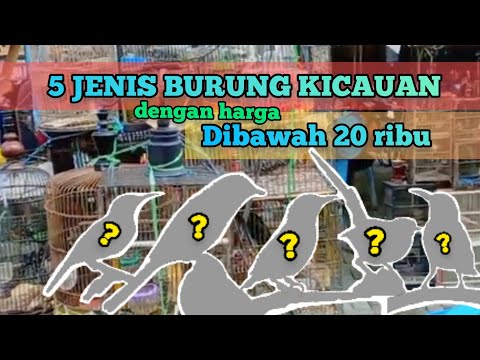 Burung Kicau Termurah. 5 Jenis Burung Kicau dengan Harga di Bawah 20 Ribu