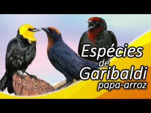 Espécies de Garibaldi ( Papa arroz )