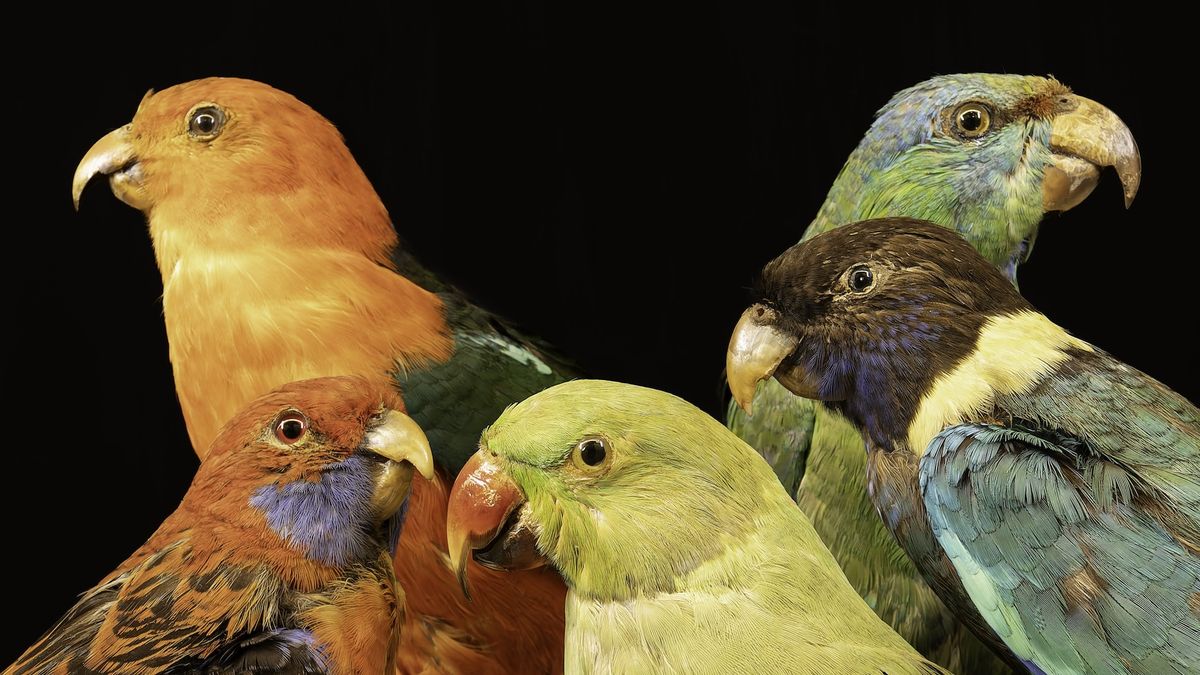 de-ce-sunt-animalele-tropicale-atat-de-colorate?