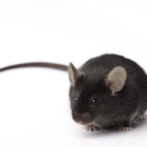 implanturile-de-retina-experimentala-ofera-soarecii-viziuni-infrarosii