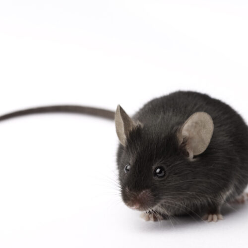 Implanturile de retină experimentală oferă șoarecii viziuni infraroșii