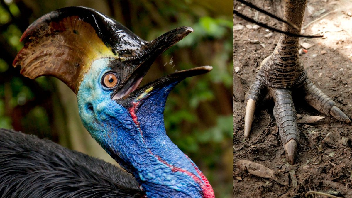 southern-cassowary:-pasarea-preistorica-uriasa-cu-picioare-dinozaur