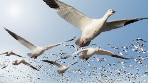 de-unde-stiu-pasarile-migratoare-unde-merg?