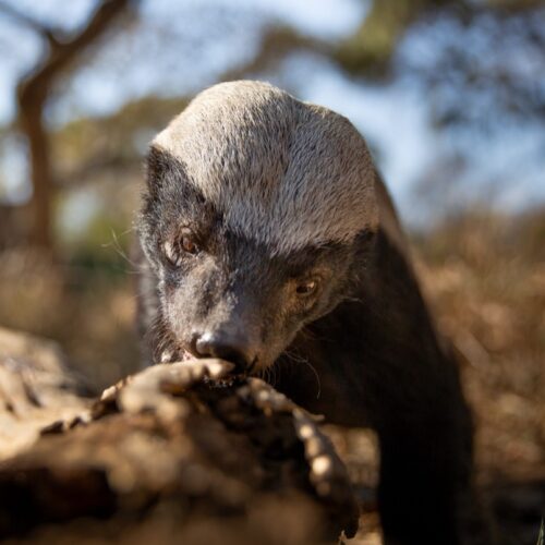 Subdoguri încântătoare ireverente nu sunt documentele de natură ale părinților tăi