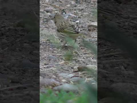 Pajaro comiendo