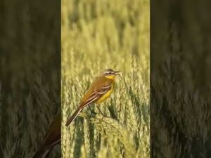 Früh am Morgen #animals #in #the #morning #wildlife #world #wildrift #nature #reels #shorts #short