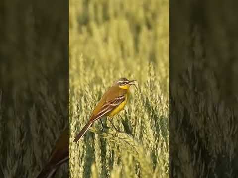 Früh am Morgen #animals #in #the #morning #wildlife #world #wildrift #nature #reels #shorts #short