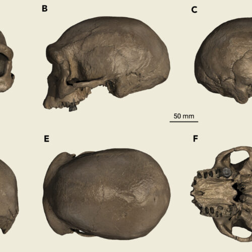 Avem un craniu Denisovan încă din anii '30 – doar nimeni nu știa