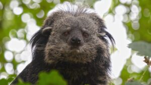 binturong:-bearcatul-care-miroase-a-floricele-cu-unt-fierbinte