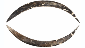 mammoth-tusk-boomerang,-in-varsta-de-40.000-de-ani,-este-cel-mai-vechi-din-europa-si,-eventual,-lumea