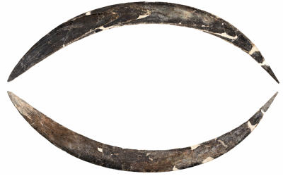 Mammoth Tusk Boomerang, în vârstă de 40.000 de ani, este cel mai vechi din Europa-și, eventual, lumea