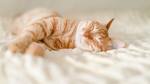 pisicile-sunt-singurele-animale-care-sunt-purr?