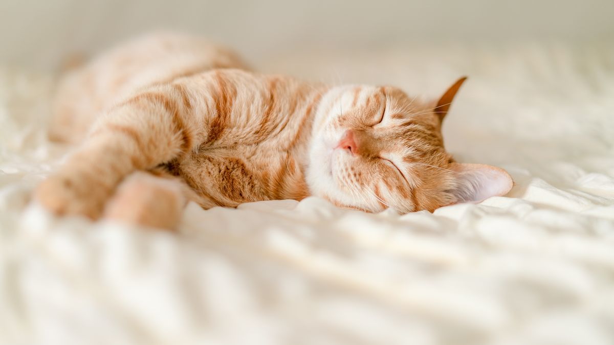 pisicile-sunt-singurele-animale-care-sunt-purr?