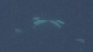 orcas-a-filmat-facand-in-salbaticie-pentru-prima-data