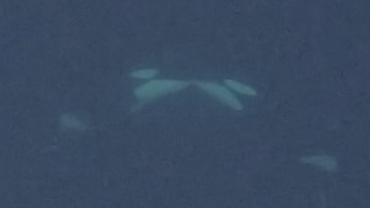 orcas-a-filmat-facand-in-salbaticie-pentru-prima-data