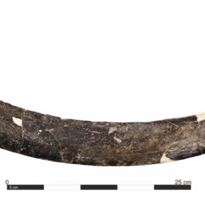 un-mamut-tusk-boomerang-din-polonia-are-40.000-de-ani