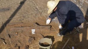 cele-mai-vechi-unelte-din-lemn-dezgropate-in-asia-de-est-arata-ca-oamenii-antici-au-facut-excursii-planificate-pentru-a-sapa-plante-comestibile