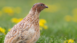 quail-japonez:-pasarea-cu-spuma-de-sperma-ciudata,-o-structura-post-sex-si-un-loc-in-istoria-spatiului