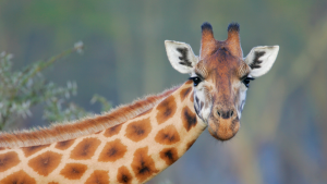 de-ce-girafele-au-pete?