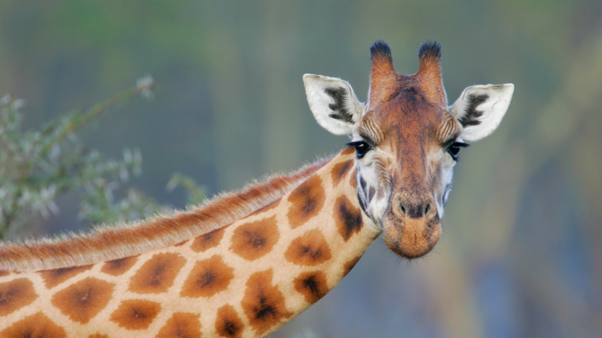 de-ce-girafele-au-pete?