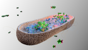 bacteriile-noastre-intestinale-pot-absorbi-si-indeparta-„produse-chimice-pentru-totdeauna”-toxice-–-cel-putin-la-soarecii-de-laborator