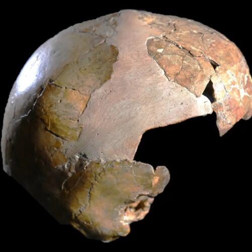 este-posibil-ca-craniul-antic-sa-fi-fost-pe-jumatate-uman,-pe-jumatate-copil-neanderthal