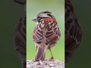 cute bird🤩