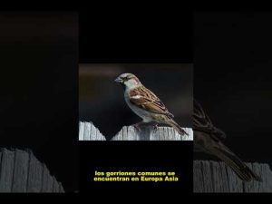 dato curioso del gorrion comun 1