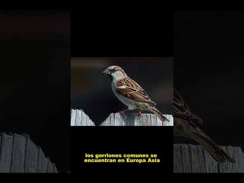 dato curioso del gorrion comun 1