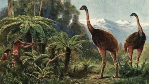 „aducem-inapoi-dinozauri-aviari”:-compania-de-extinctie-sustine-ca-va-reinvia-gigantul-moa-in-urmatorii-10-ani