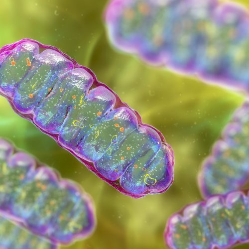 mitocondrii-puternice:-puteri-de-celule-valorificate-pentru-vindecare