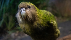 kakapo:-papagalul-chonky-care-poate-trai-aproape-100-de-ani