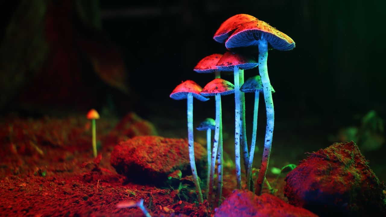 „am-fost-plutit-de-date”:-psilocybin-arata-proprietatile-anti-imbatranire-in-studiul-timpuriu