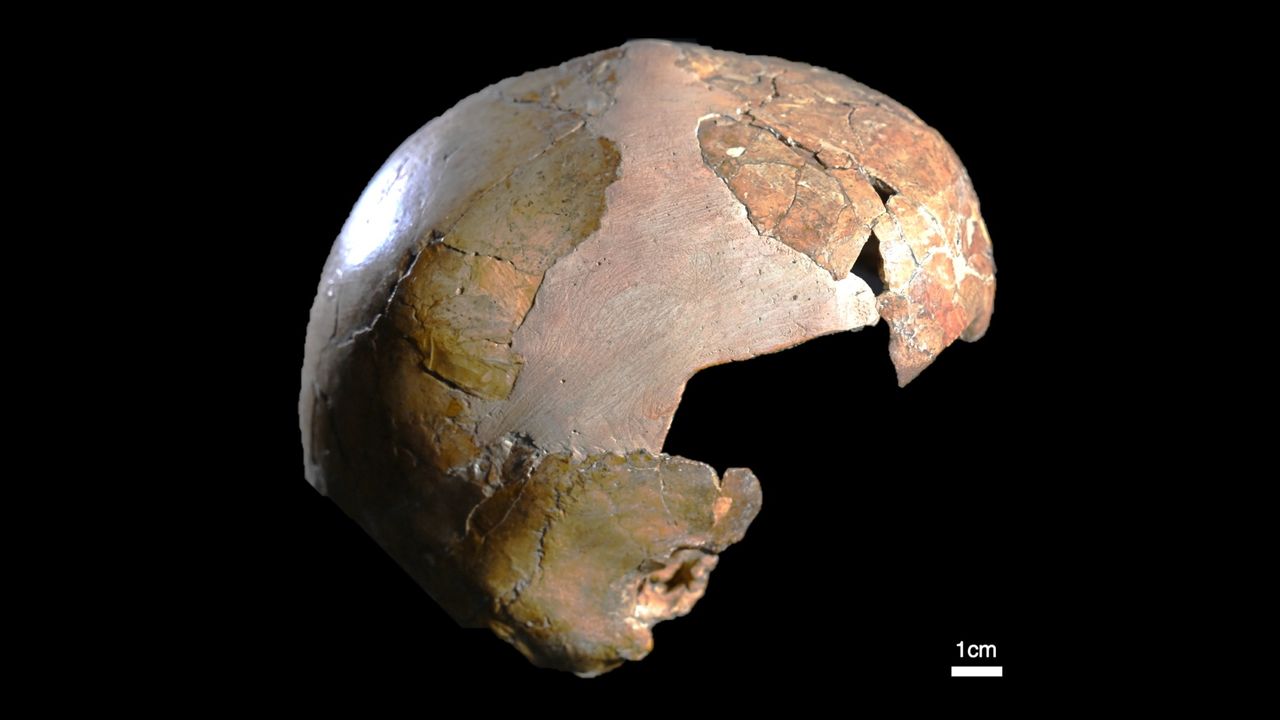 craniul-copilului-in-varsta-de-140.000-de-ani-ar-fi-putut-face-parte-moderna-umana,-parte-neanderthal-dar-nu-toata-lumea-este-convinsa