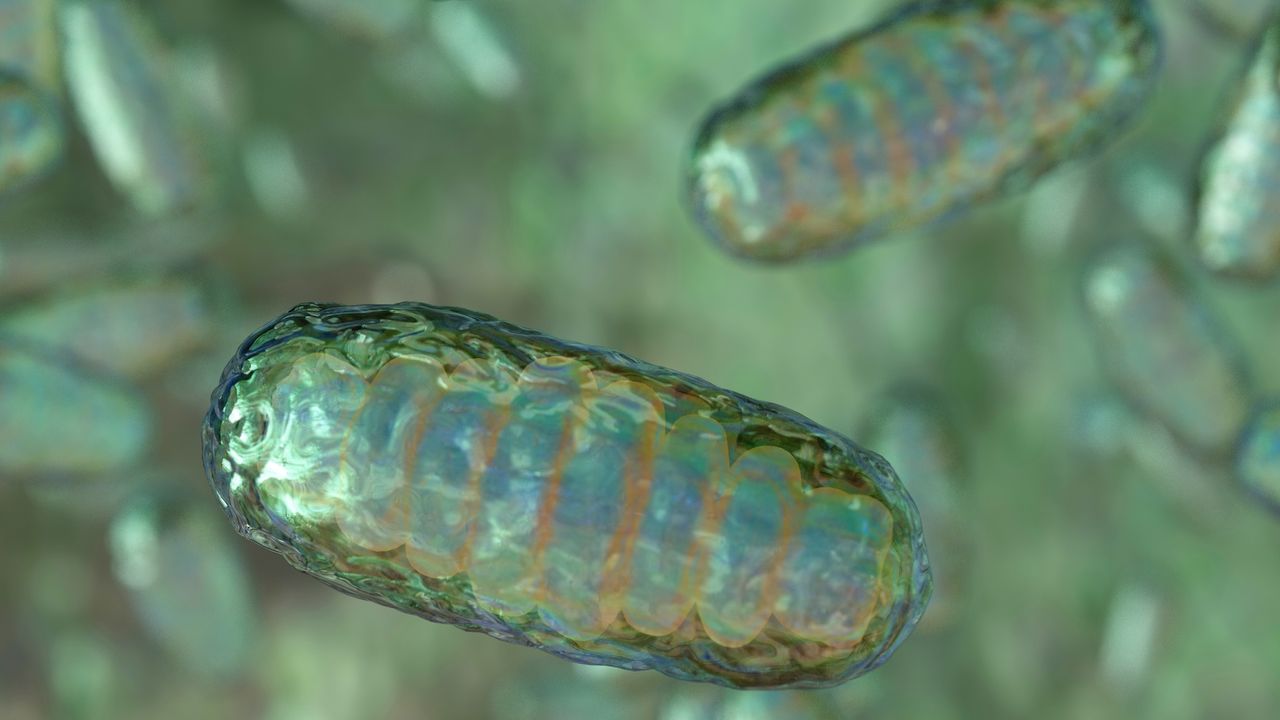 8-bebelusi-scutiti-de-boli-mostenite-potential-mortale-prin-intermediul-noului-proces-„donatiei-mitocondriale”-fiv