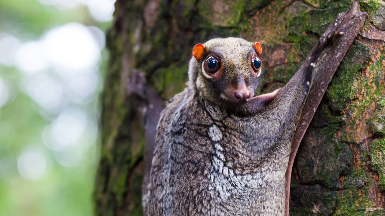 colugo:-„lemurul-zburator”-care-nu-zboara-si-nu-este-un-lemur