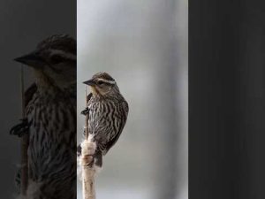 #beautiful #fiower #youtubeshorts #trending #shortvideos #2025 🦜🦜
