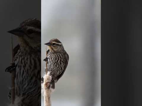 #beautiful #fiower #youtubeshorts #trending #shortvideos #2025 🦜🦜