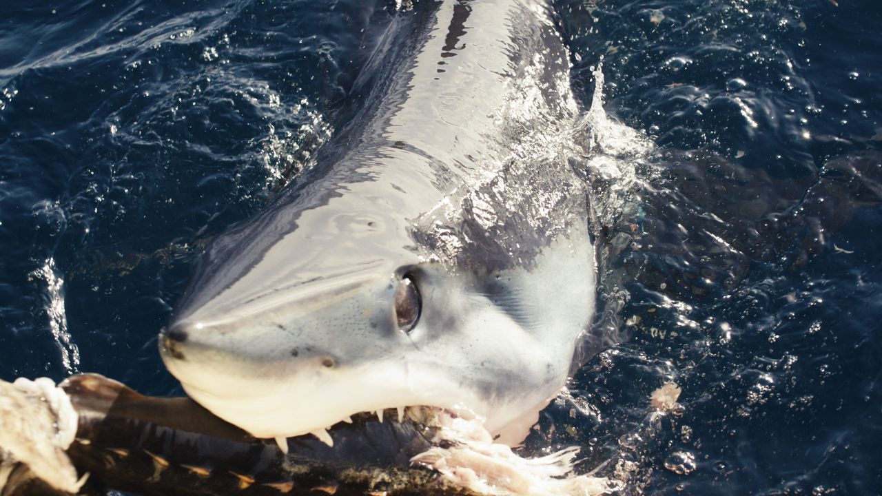 echipa-shark-week-descopera-neobisnuit-„makos-negru”-in-largul-coastei-californiei