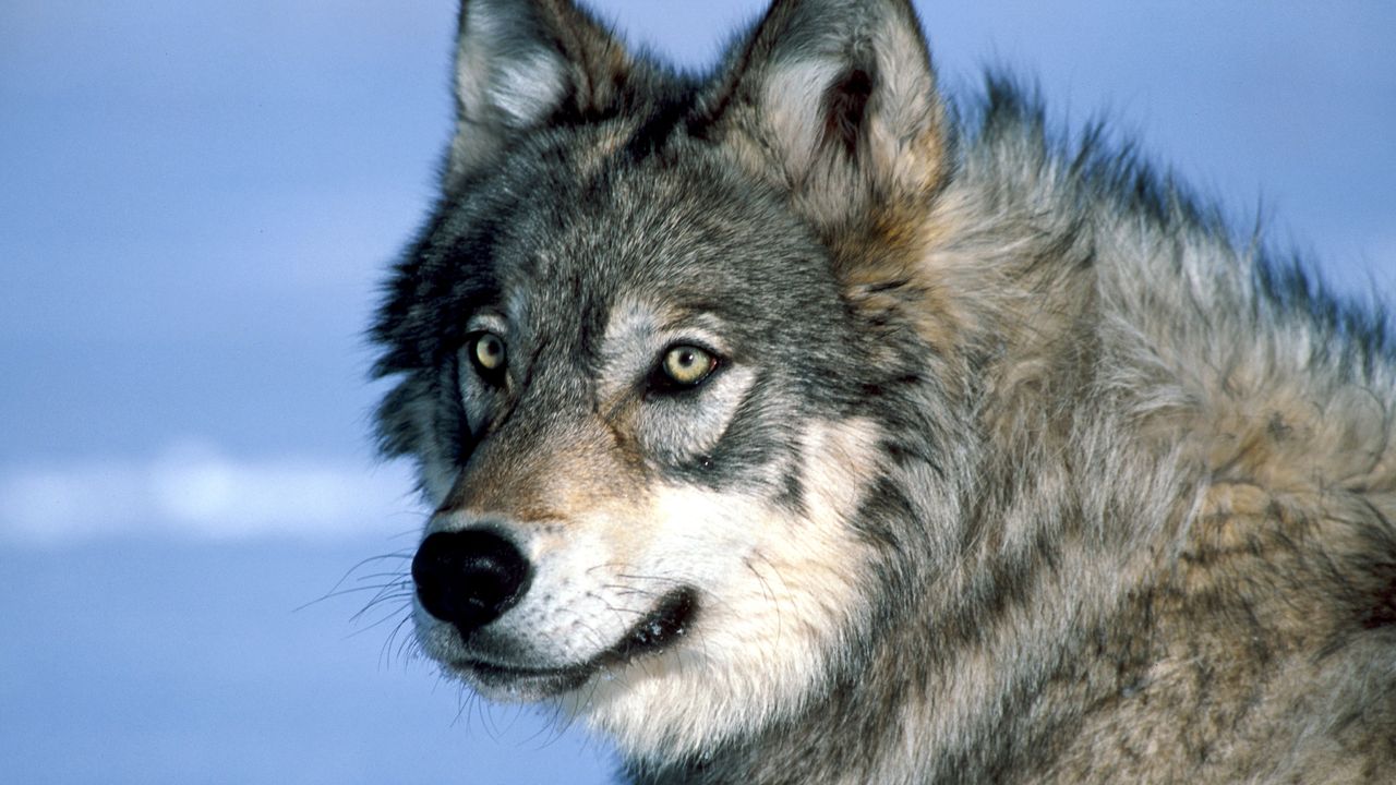 intoarcerea-lupilor-la-yellowstone-a-dus-la-o-crestere-a-copacilor-aspen-nevazute-timp-de-80-de-ani