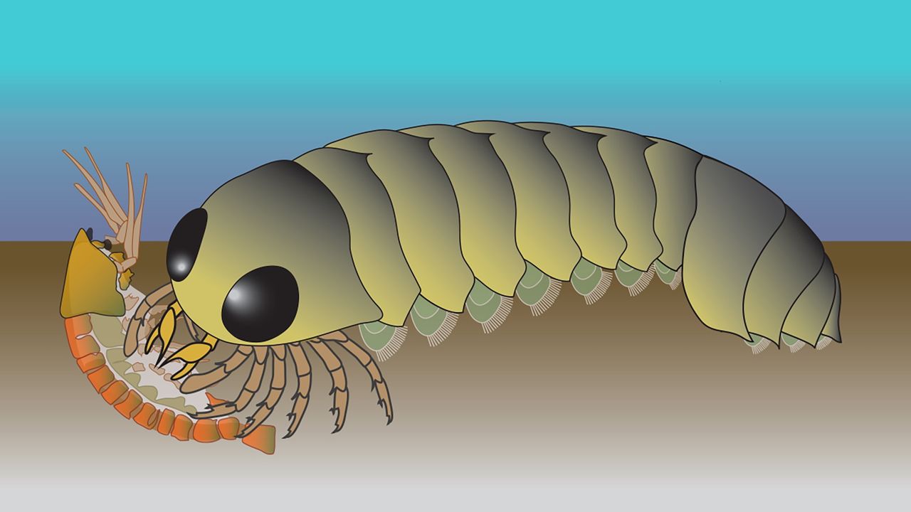 creierul-„inapoi”-al-creaturii-marii-antice-sugereaza-stramosii-paianjenului-au-evoluat-in-ocean