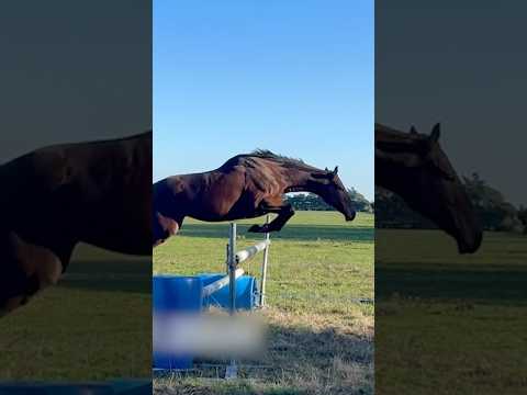 De ce toate animalele sar la aceeași înălțime?
