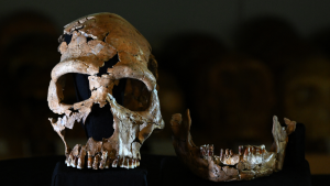 genele-neandertale-pot-explica-tulburarea-in-cazul-in-care-creierul-se-zvacneste-din-craniu
