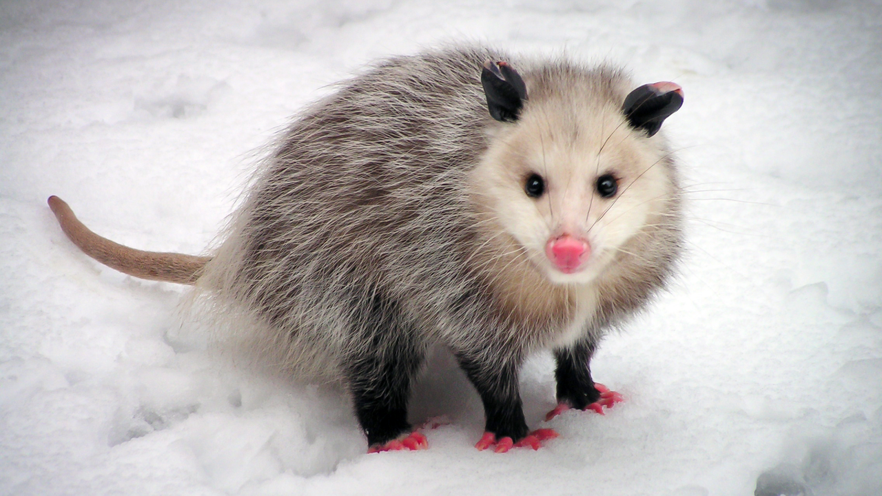 virginia-opossums:-marsupialele-americane-care-abia-s-au-schimbat-de-pe-vremea-dinozaurilor